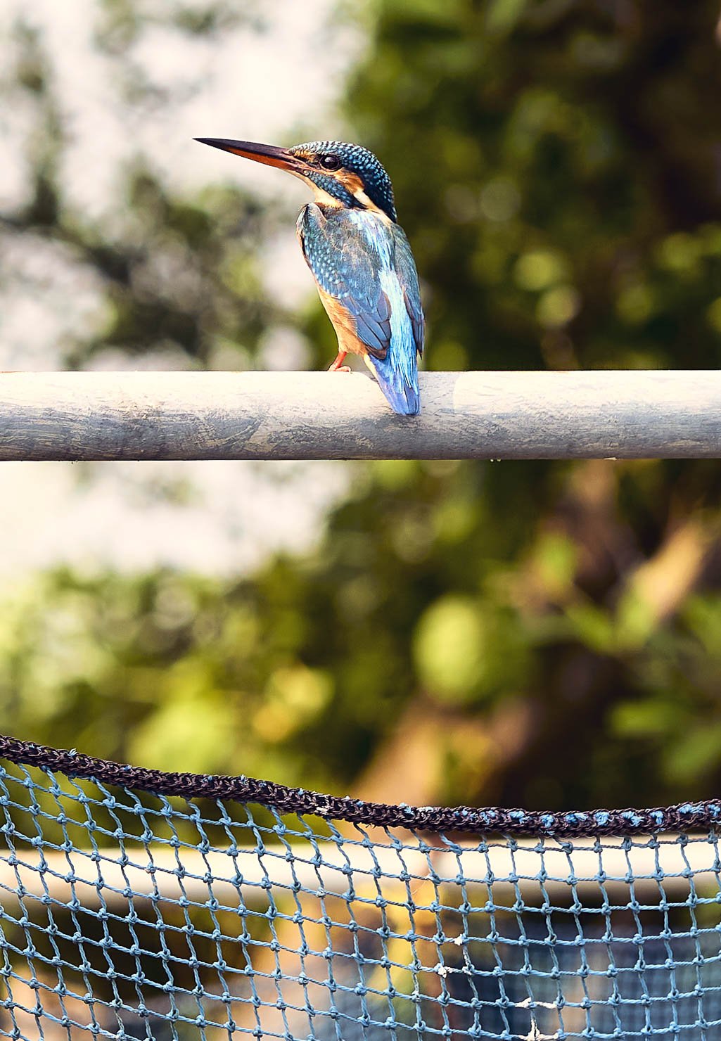 🏞️ 고치 현립 이케 공원(고치켄리쓰이케코엔) 이미지 7